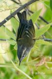 Buff-barred Warbler, Phylloscopus pulcher