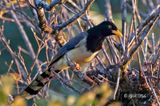 Yellow-billed Blue Magpie, Urocissa flavirostris.