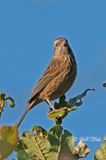 Himalayan White-browed Rosefinch,Female,Carpodacus thura