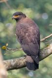 Crested Serpeant Eagle, Spilornis cheela, 