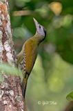 Scaly-bellied Woodpecker, Female, picus squamatus