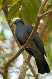 White-crowned Pigeon (Patagioenas leucocephala)