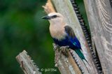 Blue-bellied Roller (Coracias cyanogaster)