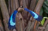 Blue-bellied Roller (Coracias cyanogaster)