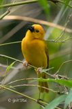 Taveta weaver (Ploceus castaneiceps)