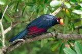 Violet Turaco (Musophaga violacea)