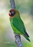 Black-cheeked Lovebird (Agapornis nigrigenis)