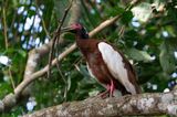Madagascar Crested Ibis (Lophotibis cristata)