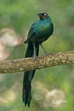 Long-tailed Glossy Starling (Lamprotornis caudatus)