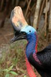 Southern Cassowary (Casuarius casuarius)