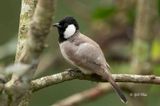 White-eared Bulbul (Pycnonotus leucotis)