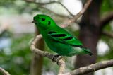 Green broadbill (Calyptomena viridis)