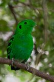 Green broadbill (Calyptomena viridis)