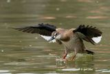 Brazilian Teal, Amazonetta brasiliensis, Female