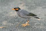 Bank Myna (Acridotheres ginginianus)