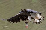 Grey-headed fish eagle (Haliaeetus ichthyaetus)
