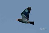 Oriental dollarbird (Eurystomus orientalis)