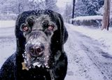 best of PAD Java snow dog 2005-2005.jpg