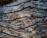 driftwood L209 PAD-.jpg