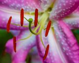 August 1 lighter 2nd lilly that I thought was weed 3820 topazai-2.jpg
