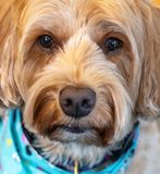 March 29  bean jeddi mind trick rain day 2 dog pic A7C4476 topazai_.jpg