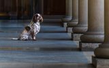 London Prince King of Spaniels colonade collar removed a7c5386 topazai_.jpg