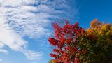 October 15 fall splender 2  1628 vs 2 from PSD topaz_.jpg