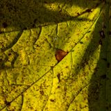 November 18 flow of life L1003150.jpg