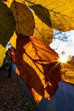 November 19 faded into winter L1003177.jpg