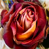 November 24 Cino Rose  2  L1003298.jpg