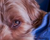 December 5 2024 mac eyes 3 l1003475.jpg