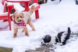 Feb 10 2025  goda day 10  please play with me A7C7157.jpg