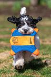 March 25 day53 goda on the run  chuckit week 15 a7c9273.jpg
