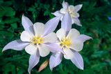 Blue Columbine