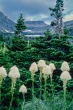 Bear Grass Bloom