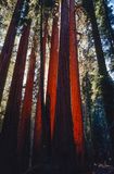 Glowing Redwoods