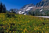 Snow Lilies
