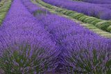 Lavender Fields