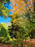 Alfred Nicholas Memorial Gardens, Dandenong Ranges