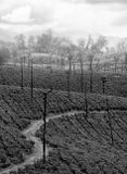 valparai landscape_DSF6132.jpg