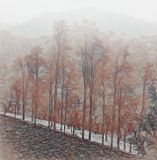 foggy morning Valparai_DSF6130-1.jpg