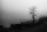 lone tree misty morning - DSC 26461-2.jpg