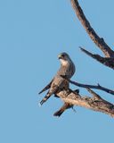 adult male Richardsons Merlin