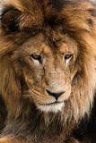 250+ Inspiring Lion Quotes to Motivate and Lead