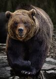 150+ Mama Bear Quotes to Ignite Your Fierce Love & Protection