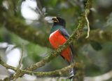 Collared Trogon