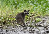 Northern Raccoon