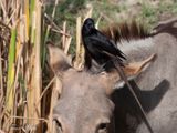 Treurdrongo, Darsilami 