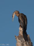 Afrikaanse Slangenhalsvogel, Marakissa river 