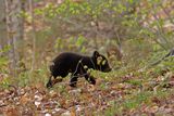 Ourson noir 9405 - American Black bear cub